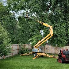 How Our Tree Care Process Works  in  Fairview, TX