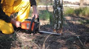 Trusted Fairview, TX Tree Care Experts